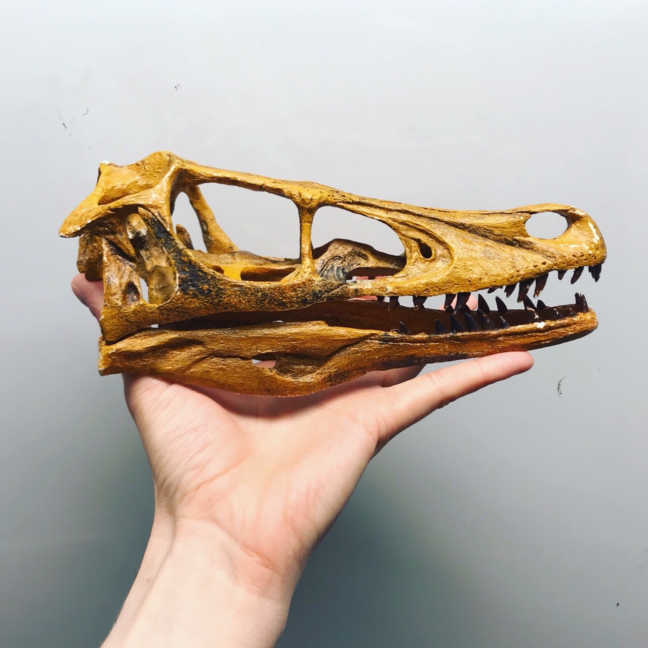 velociraptor skull real