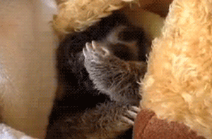 slothnation