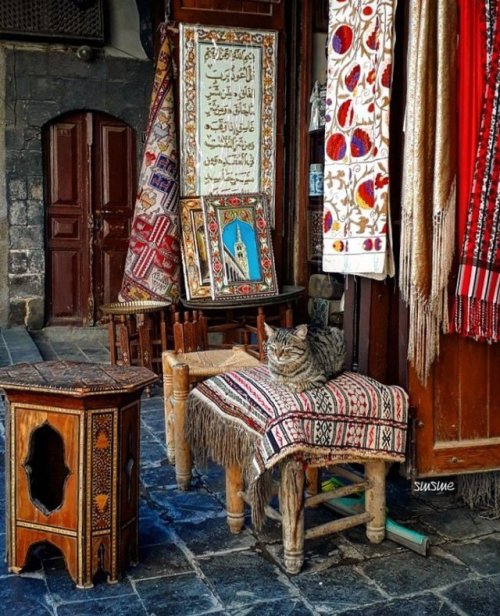 qrsyria:A cat taking a nap at the old city of Damascus. ❤