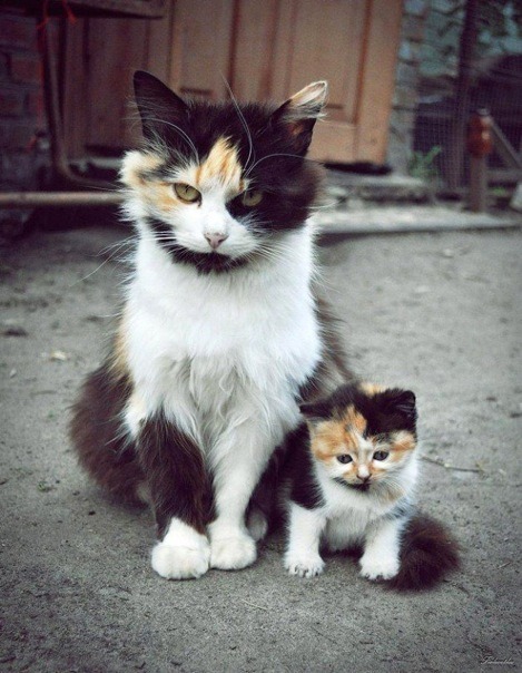 10knotes:Moms & kittens.