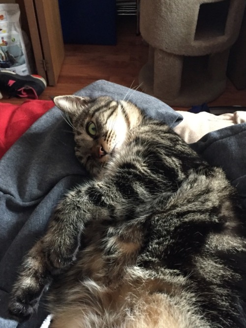 “Who dares disturb my slumber?”My cat does not take kindly to nap interruptions.