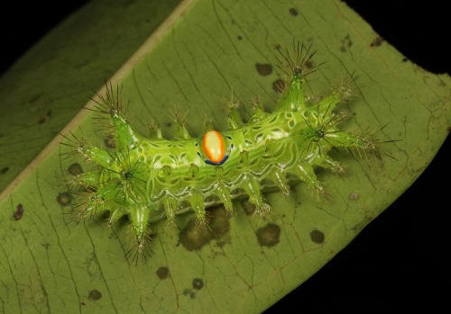 sinobug