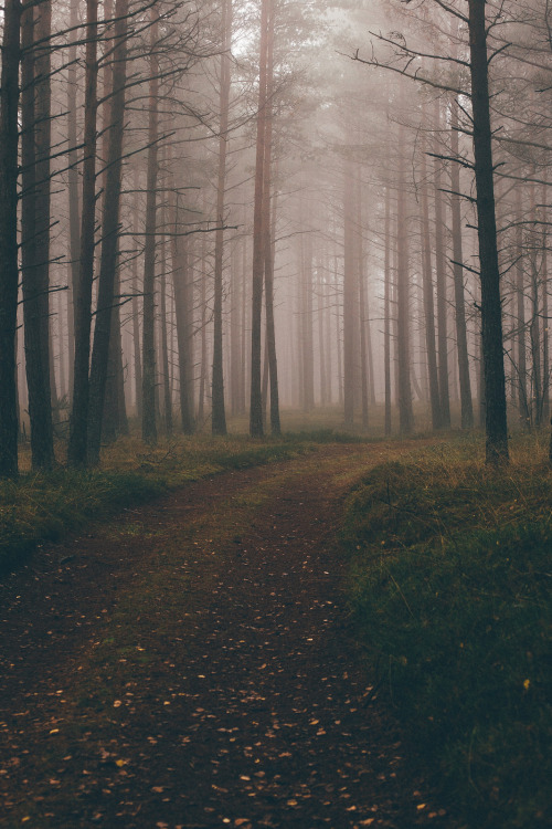 moody-nature:Untitled | By Maksymilian Jeremi Hryniewicki