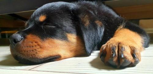 aww-cute-animals