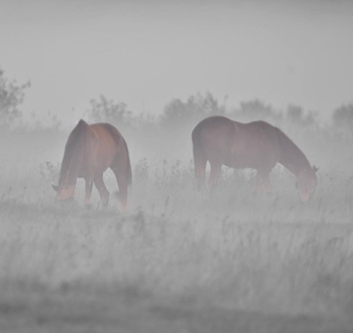 horses nature country photography animals landscape white inspiration