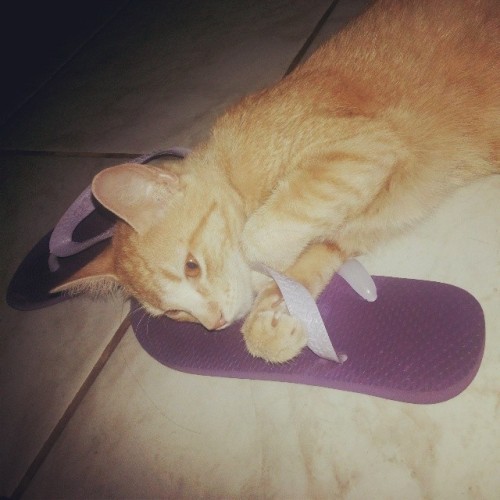 cat wearing flip flops