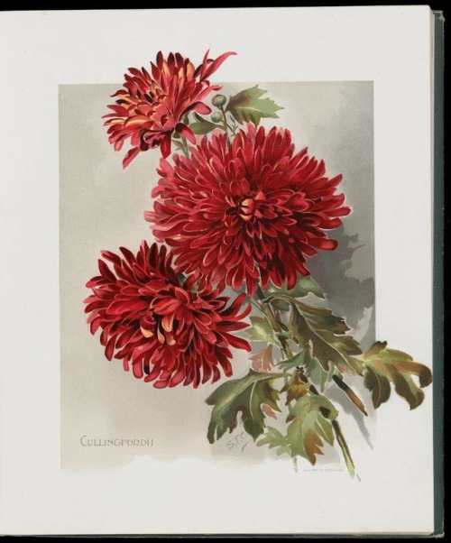 heaveninawildflower:Illustrations of Chrysanthemums taken from...