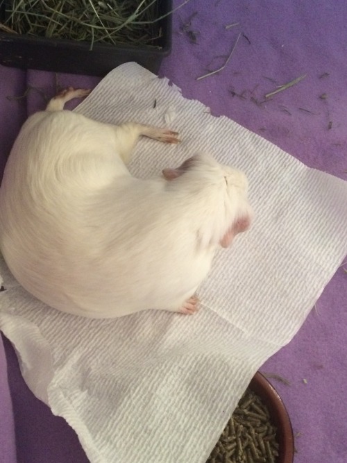 Guinea pig yoga pose #15: The Melted Marshmallow