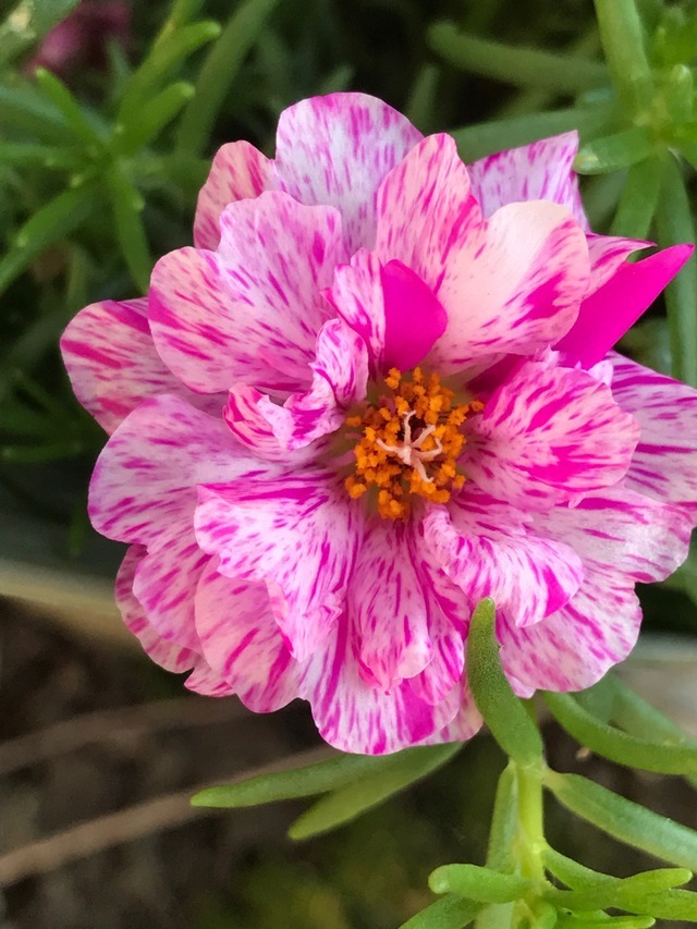 Mikes Garden — Love the colors of moss rose