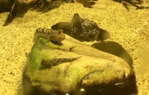 The Mudskipper. My new favourite creature ….. after Cats...