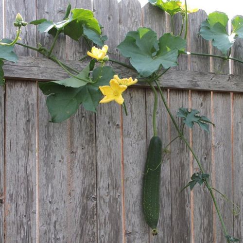 Luffa gourd #fall #garden #bath #scrubber #blooms #luffa...