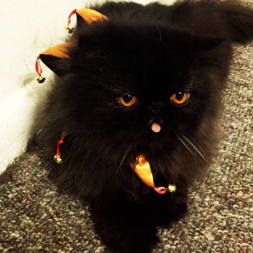 areyoshi:catcosplayuniverse:areyoshi:catcosplayuniverse:a...