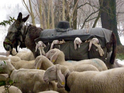 anotherscreamingfangirl:
“ speciesbarocus:
“ Lambs carried by donkeys in special side-saddle as flocks of sheep move from pre-Alpine hills to summer pastures on Lombard plains.
> Photo by Elspeth Kinneir.
”
Lamborghini
”