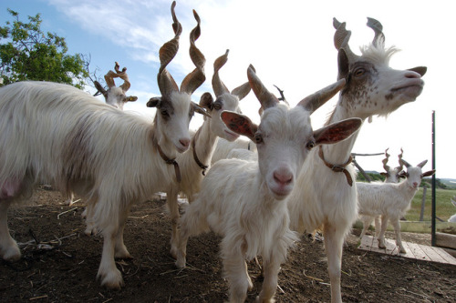 ainawgsd:The Girgentana is a breed of domestic goat...