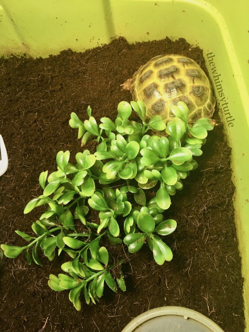 thewhimsyturtle
