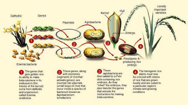 Biotecnología Sí | Greenpeace Y El Arroz Dorado: Historia De Una...