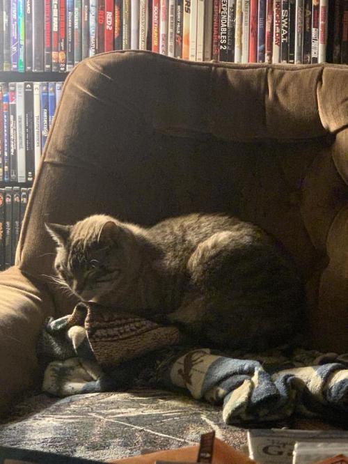 cutecatpics