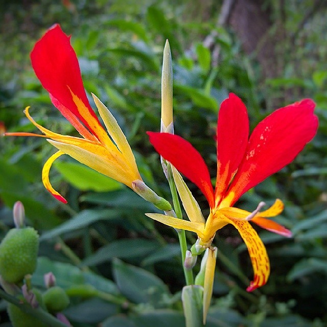 Untitled — Gold mandilla flower (at Sky View Cafe)