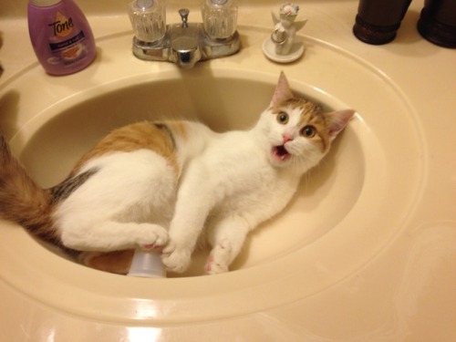 unflatteringcatselfies:She was having the time of her life and...