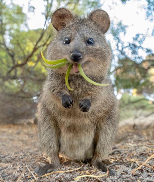 quokka on Tumblr