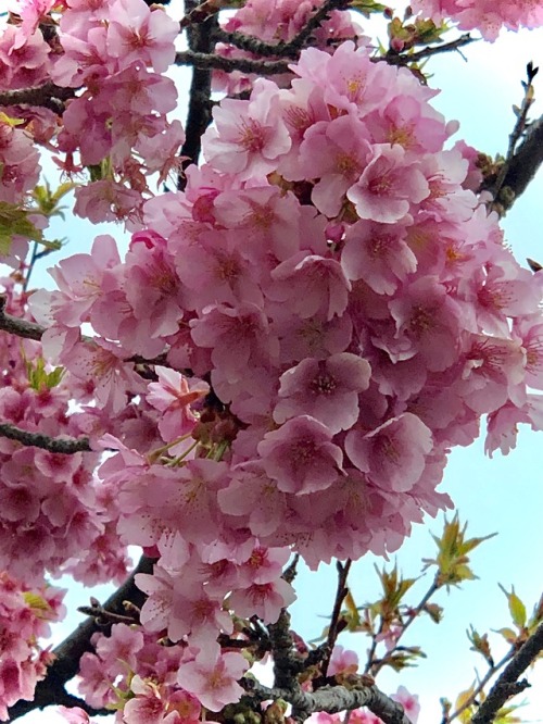 jasmine7031:cherry blossoms and canola flower were full bloom...