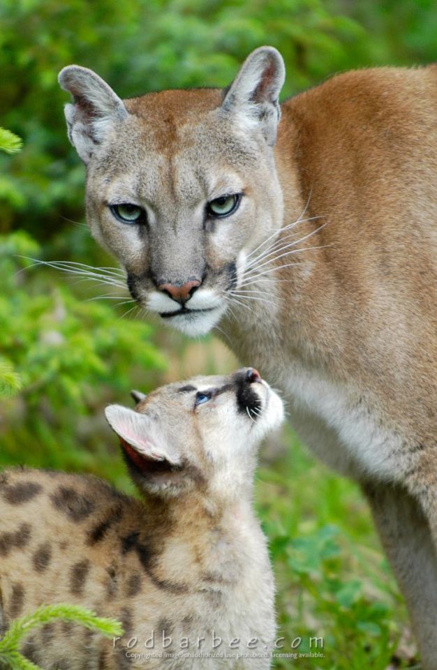 Beauty Rendezvous - Cougar mother and kitten