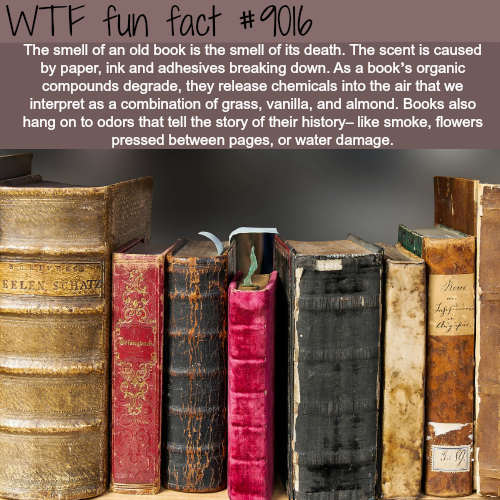 WTF Facts : funny, interesting & weird facts