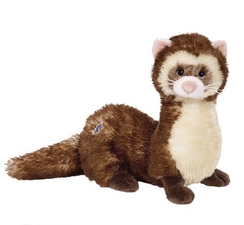 ferret webkinz