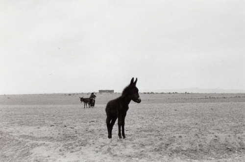 apeninacoquinete:Maroc by Bernard Plossu