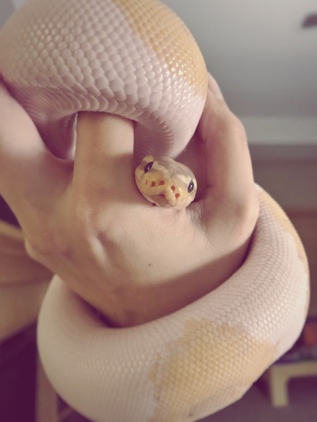 ball python | Tumblr