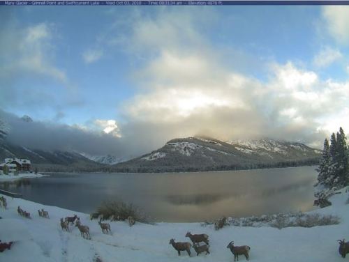 glaciernps:One of our webcams caught this herd of sheep making...