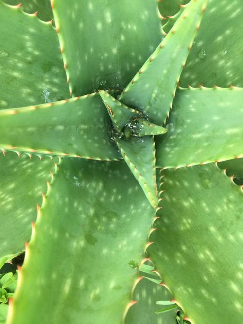 aloe vera benefits health Tumblr