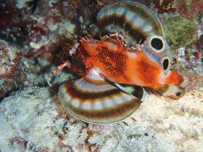 scorpionfish tumblr