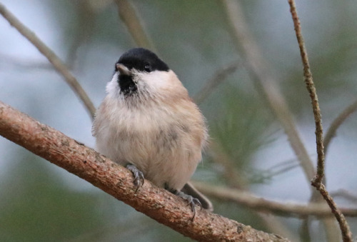 michaelnordeman:Willow tit/talltita (Poecile montanus).