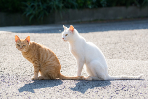 totorohblog