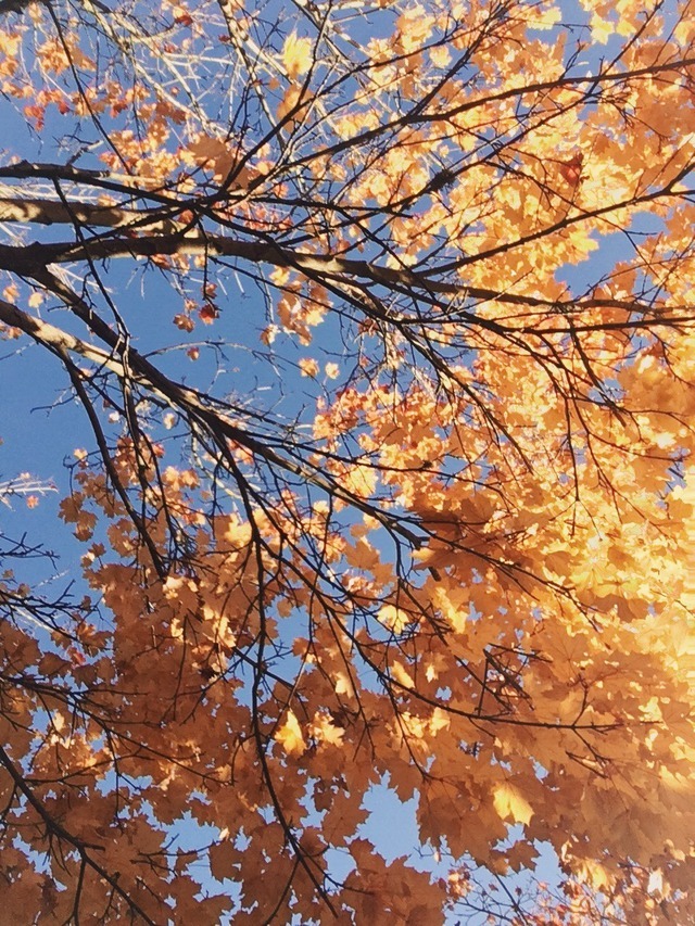 Autumn Aesthetics — The foliage in Washington State is stunning right...