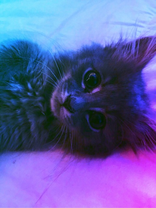 Purple kitten  Tumblr