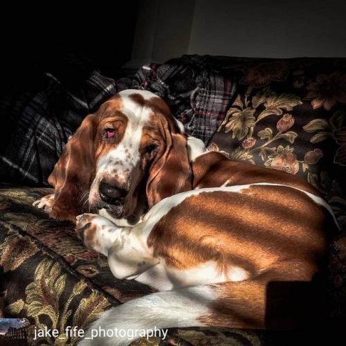 basset-hound-world:Regrann from @jake_fife_photography - My...