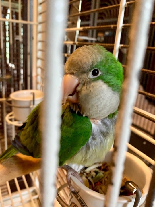 quaker parrot on Tumblr