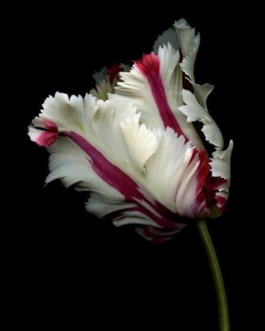 Osaris, la planta que cura y que mata. Tumblr_inline_pliylpdOWo1si8p7j_400