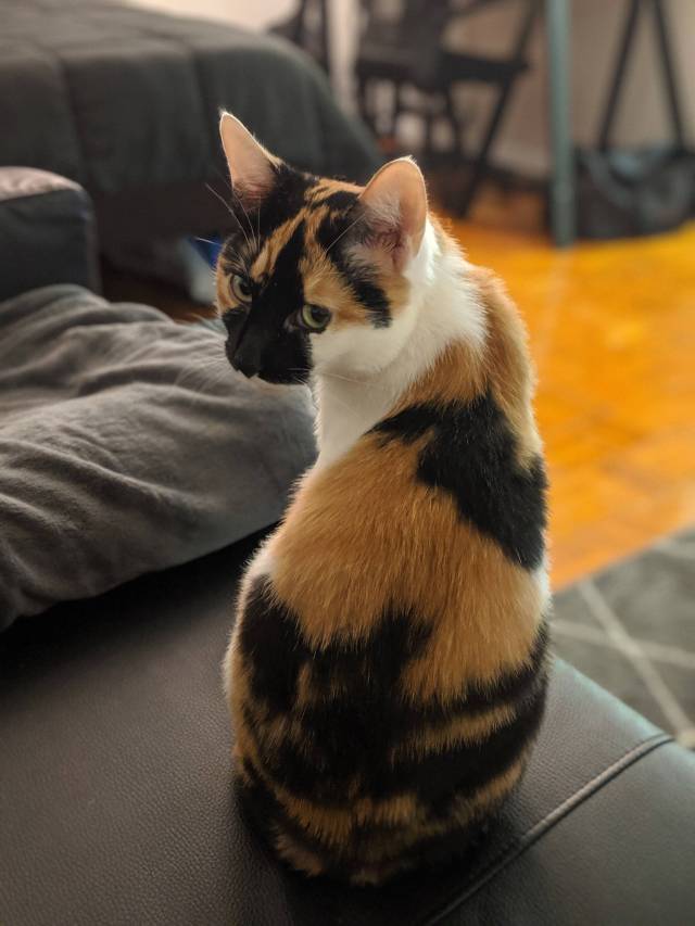 Look back at it 🙀
