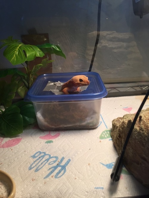 sawkinator:Cheeto coming out of her moist hide to shame mankind