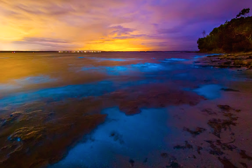 nubbsgalore:the bioluminescent noctiluca scintillans – an algae...