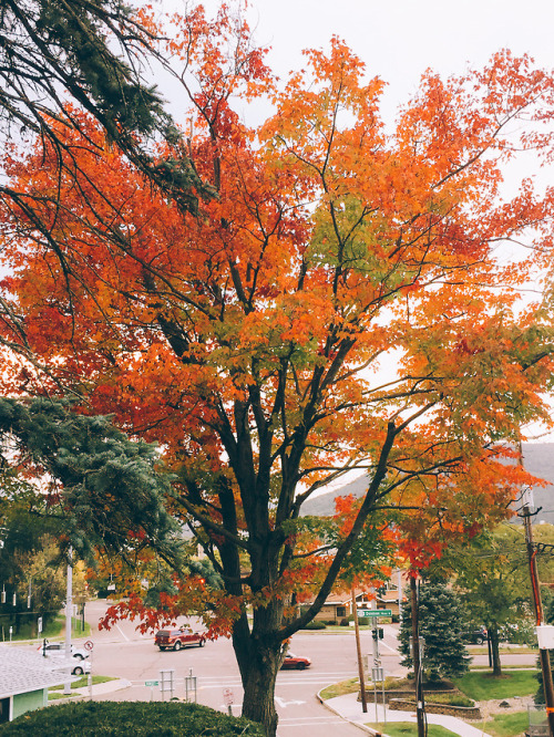 thegestianpoet-archive:downtown corning was so nice today (: 