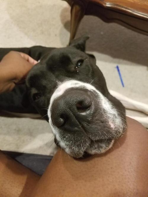 doggopupperforpres:My brother’s Great Dane