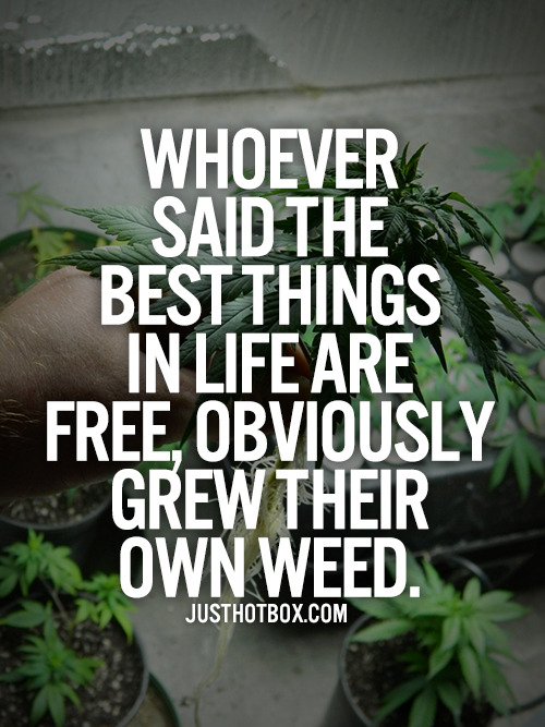 Weed Hq Kushandwizdom Click Here For More Weed Quotes