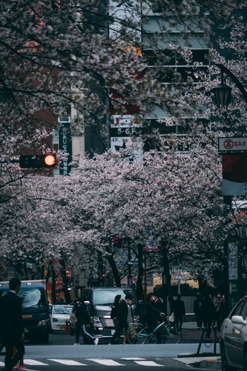 sleeplessintokyo87