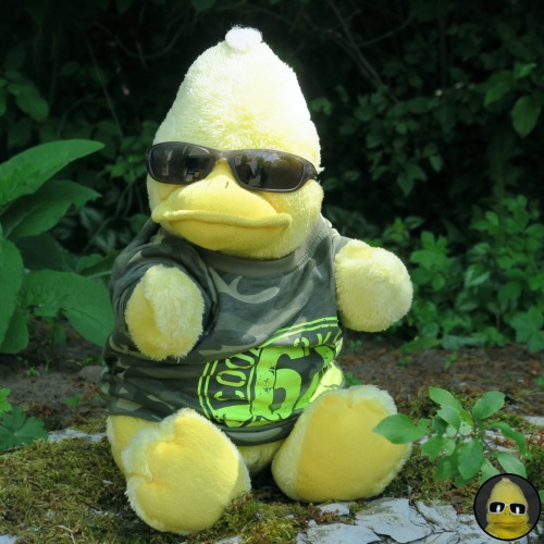 bigbirdbeckum