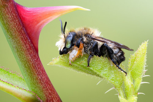 megachill