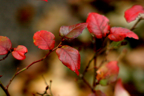 twilightsolo-photography:Blueberry Bush in...